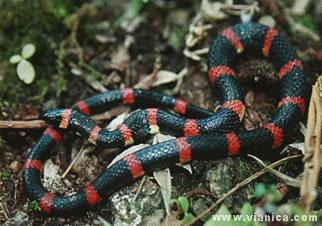 Cope's False Coral Snake - Animal Guide - ViaNica.com