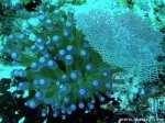Photo Gallery: Corn Islands - the Coral Reef and Marine Life - ViaNica.com