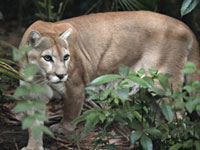 Puma - Animal Guide - ViaNica.com