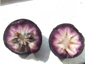 Star Apple